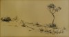 1927 - Albero e agavi a Procida